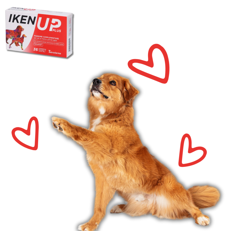 Iken Up Plus Cane 36 CPR