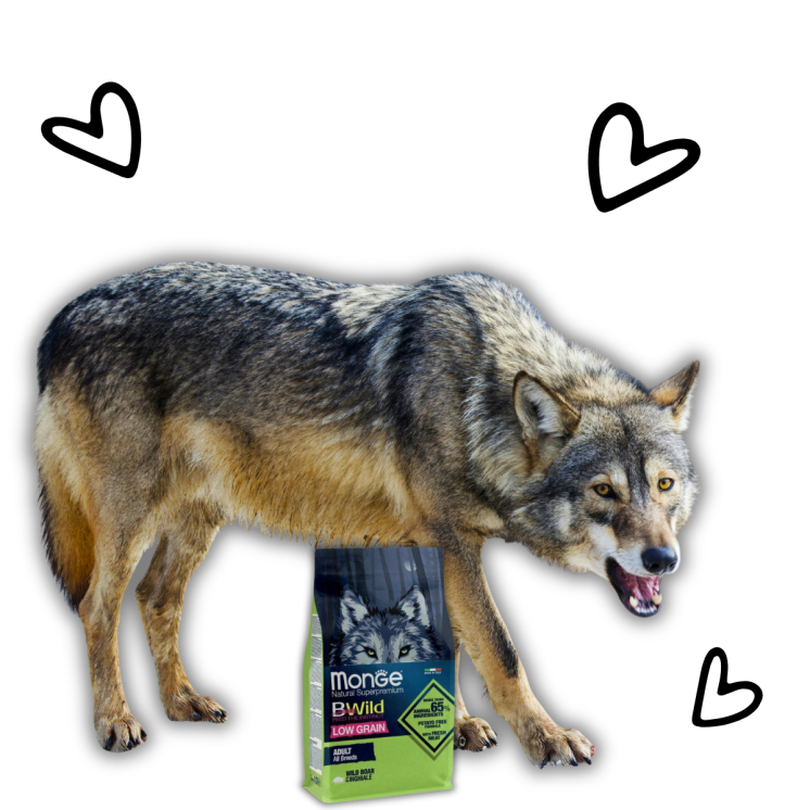 Monge Bwild Low Grain All Breeds Cane Adult Cinghiale - 12 kg