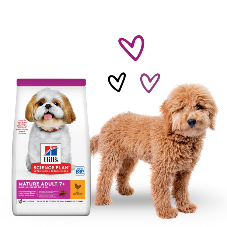 Hill's Science Plan Crocchette Cane Maturo/Adulto +7 Taglia Piccola/Mini Pollo