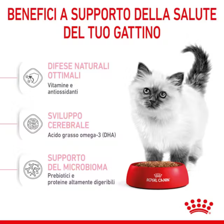 Royal Canin Kitten Gatto Cucciolo