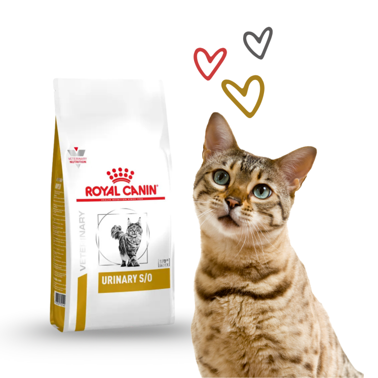 Royal Canin Urinary S/O Gatto Adulto