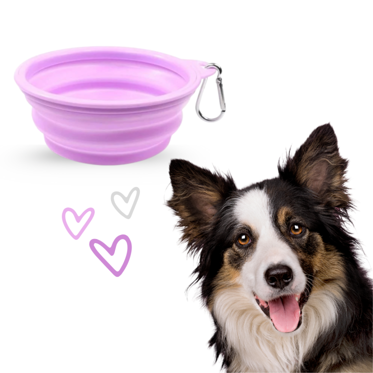 Record Ciotola Pieghevole con Moschettone Cane