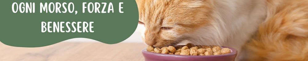 Cibo Secco per Gatti