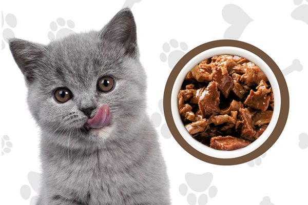 Cibo umido scatolette gatti