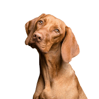 Banner Antiparassitari per Cani