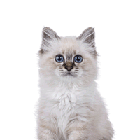 Banner Accessori per Gatti