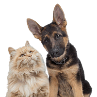 Banner Alimenti dietetici e Integratori per Cani