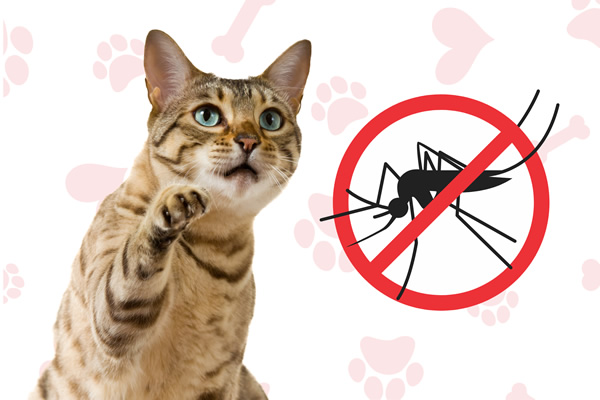 Antiparassitari gatti